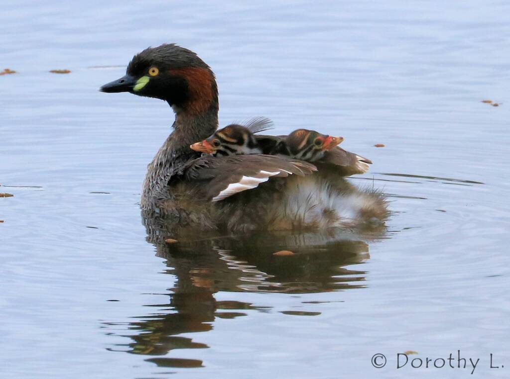 Australasian Grebe (Tachybaptus novaehollandiae)