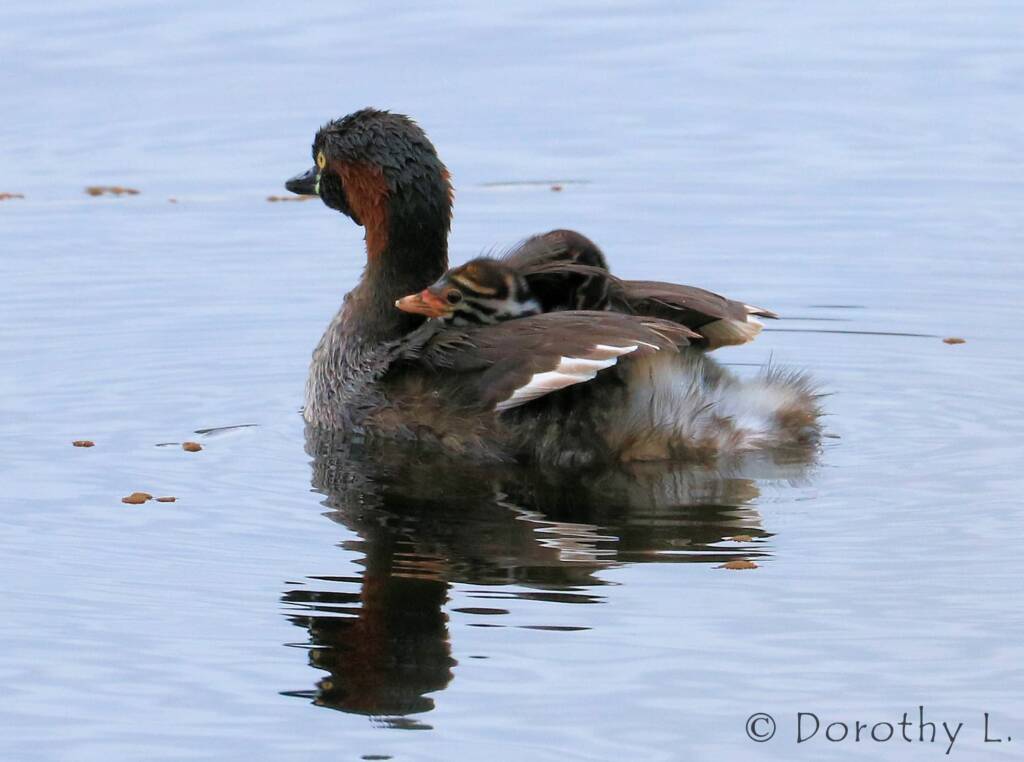 Australasian Grebe (Tachybaptus novaehollandiae)