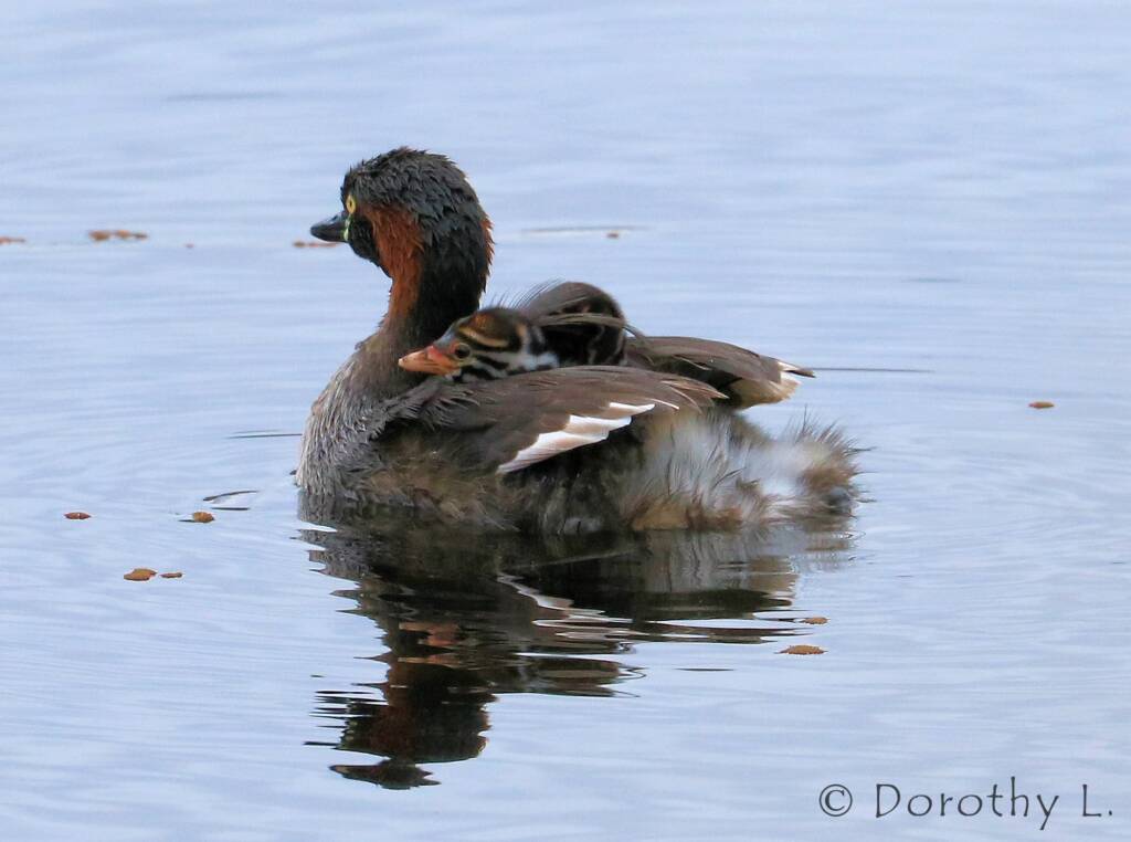 Australasian Grebe (Tachybaptus novaehollandiae)