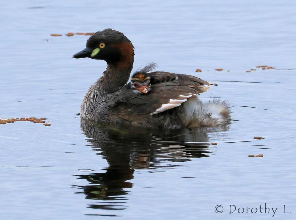 Australasian Grebe (Tachybaptus novaehollandiae)