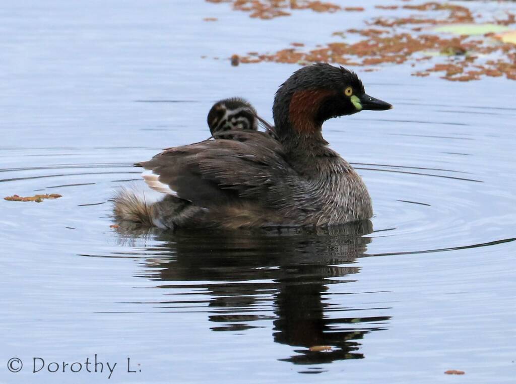 Australasian Grebe (Tachybaptus novaehollandiae)