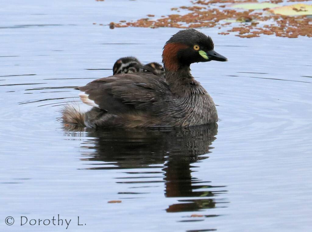 Australasian Grebe (Tachybaptus novaehollandiae)