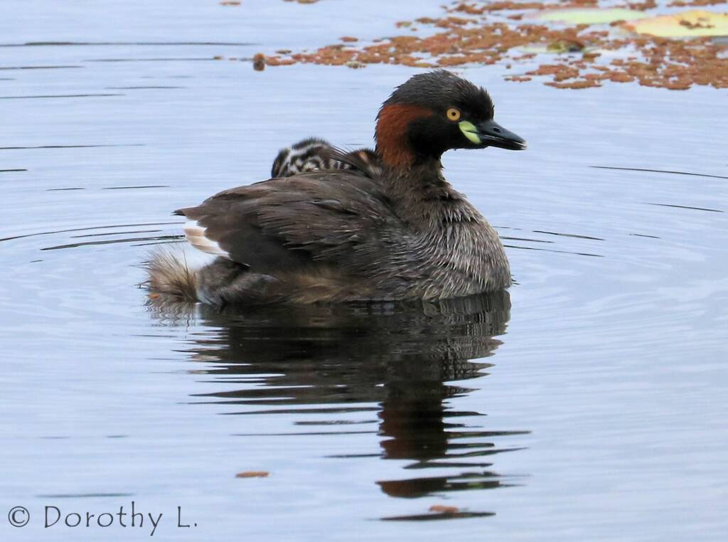 Australasian Grebe (Tachybaptus novaehollandiae)