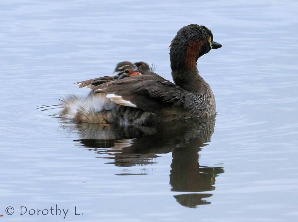 Australasian Grebe (Tachybaptus novaehollandiae)