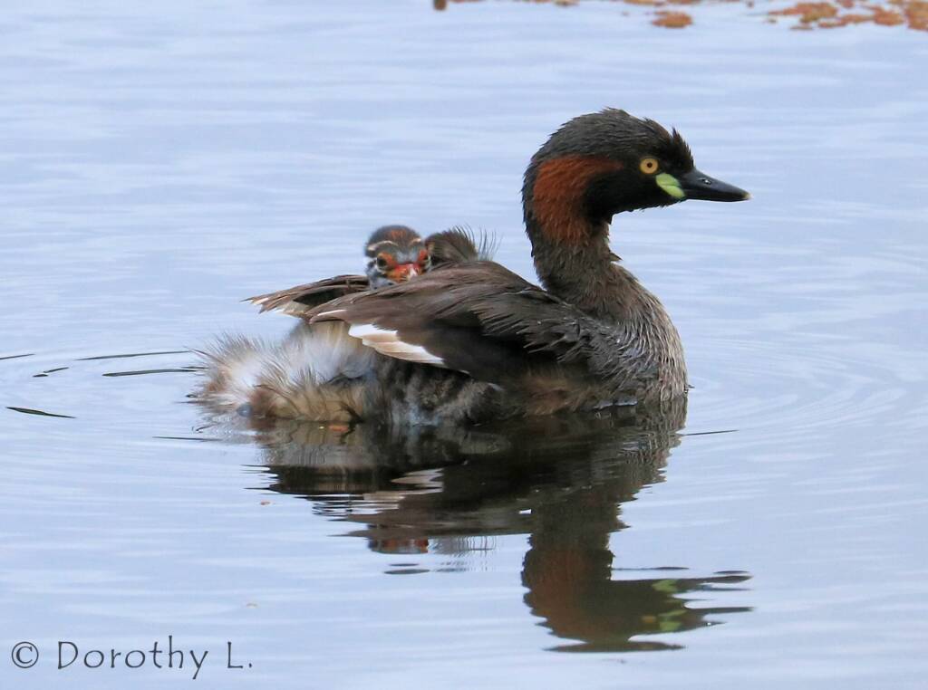 Australasian Grebe (Tachybaptus novaehollandiae)