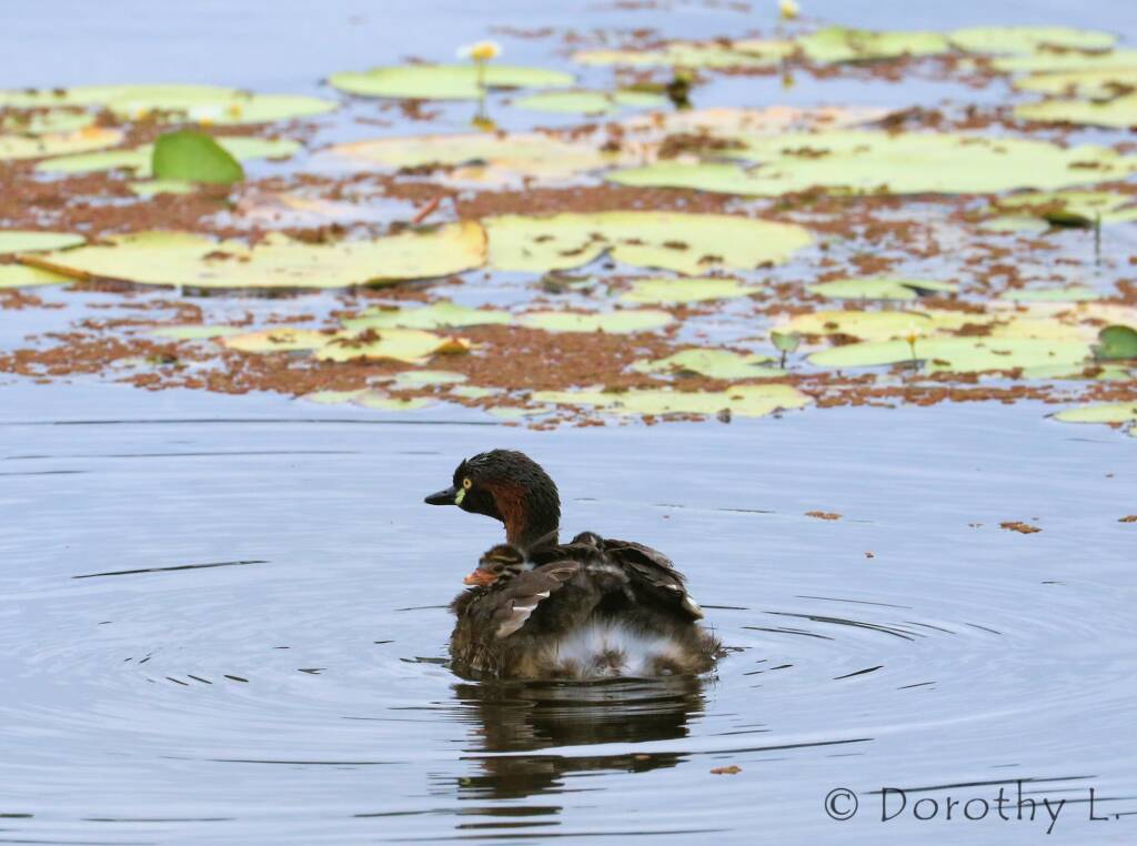 Australasian Grebe (Tachybaptus novaehollandiae)