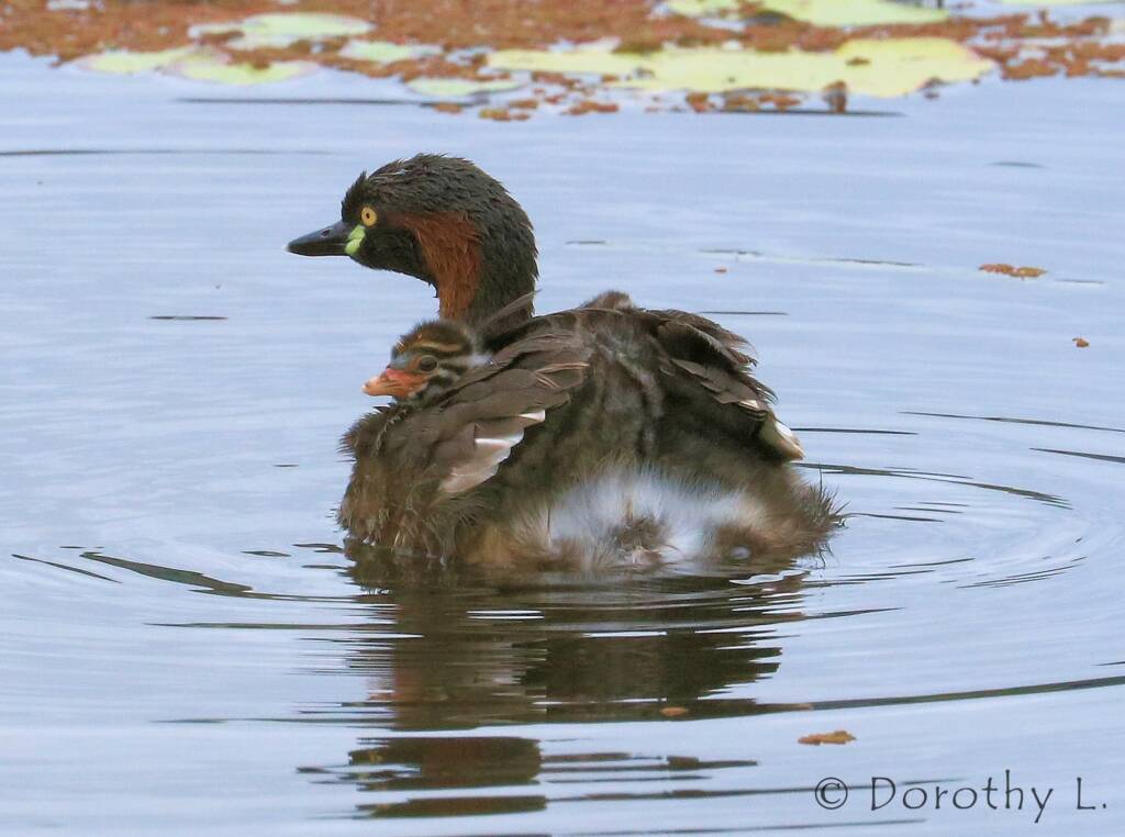 Australasian Grebe (Tachybaptus novaehollandiae)