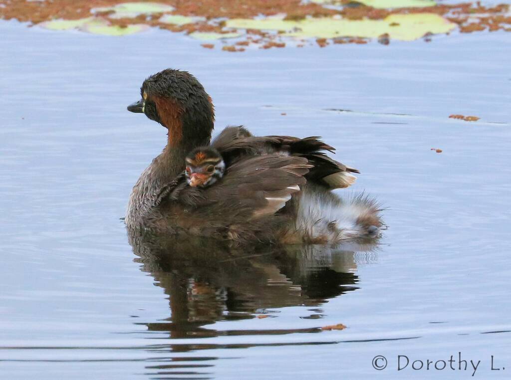 Australasian Grebe (Tachybaptus novaehollandiae)
