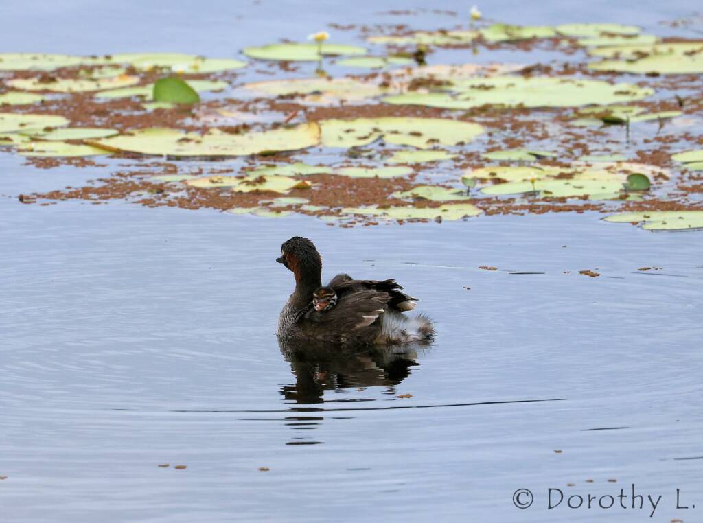 Australasian Grebe (Tachybaptus novaehollandiae)