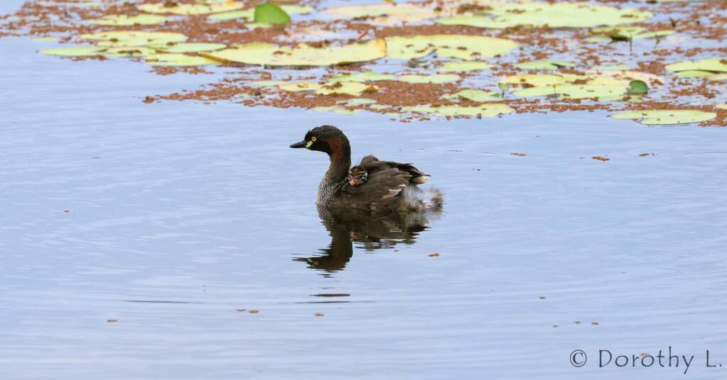 Australasian Grebe (Tachybaptus novaehollandiae)