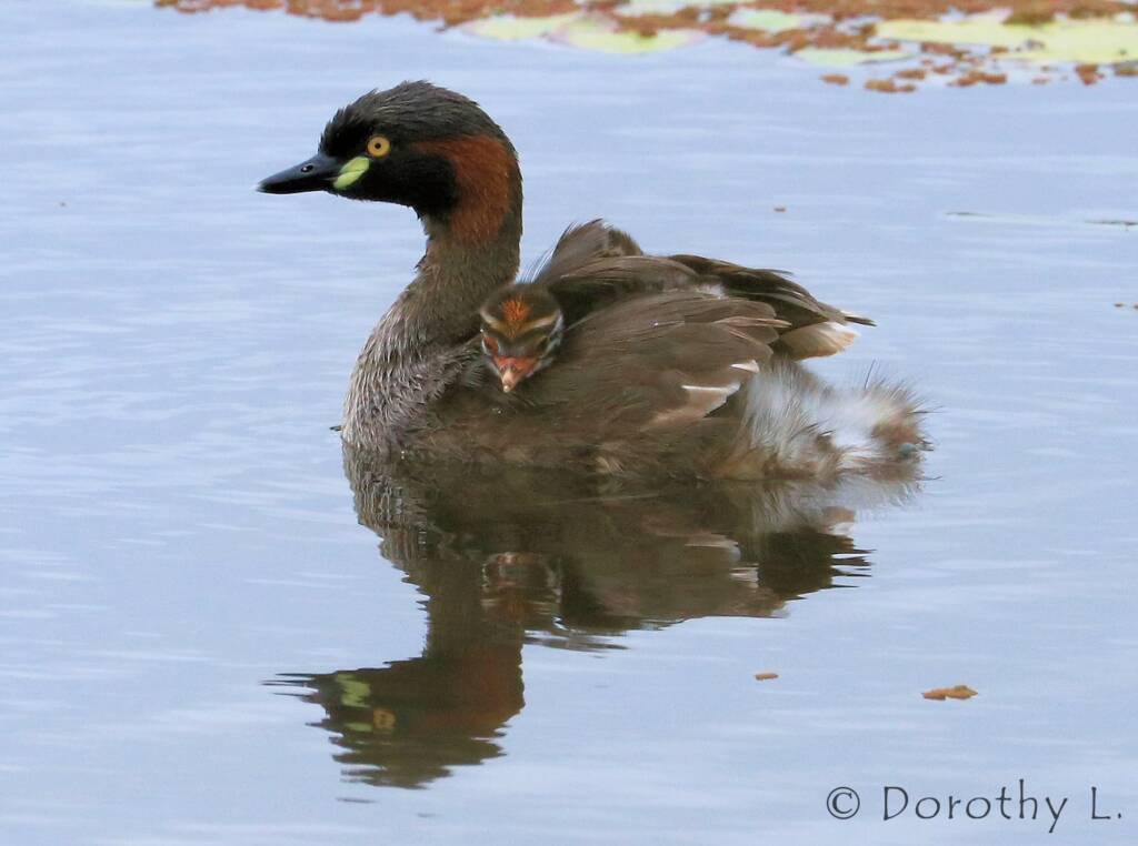 Australasian Grebe (Tachybaptus novaehollandiae)