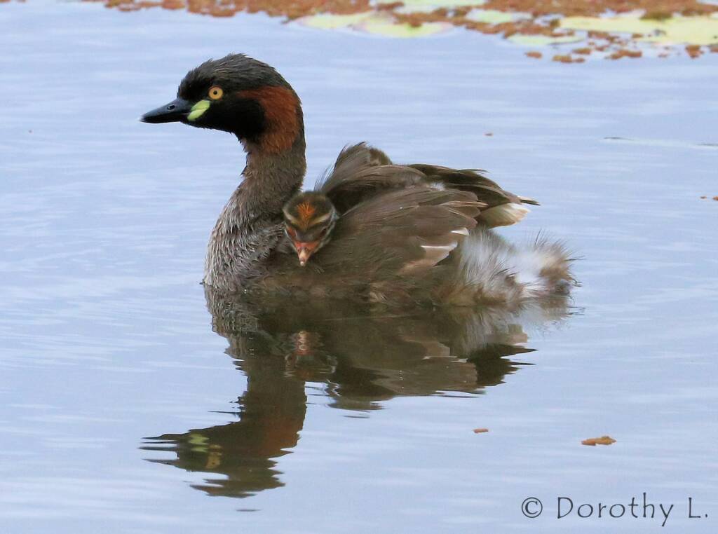 Australasian Grebe (Tachybaptus novaehollandiae)