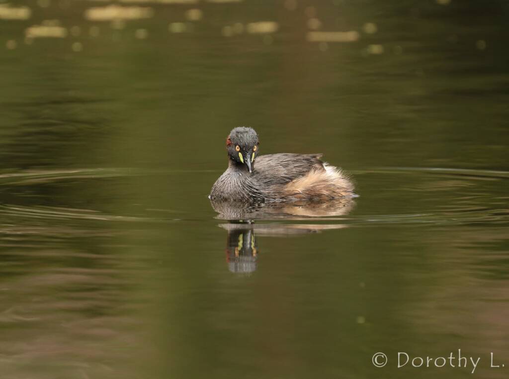 Australasian Grebe (Tachybaptus novaehollandiae)