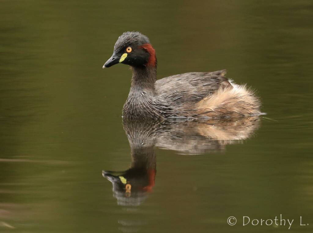 Australasian Grebe (Tachybaptus novaehollandiae)