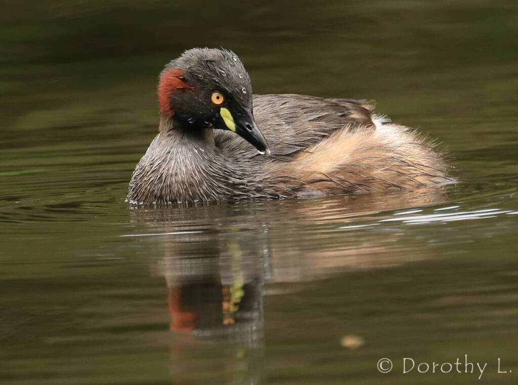 Australasian Grebe (Tachybaptus novaehollandiae)