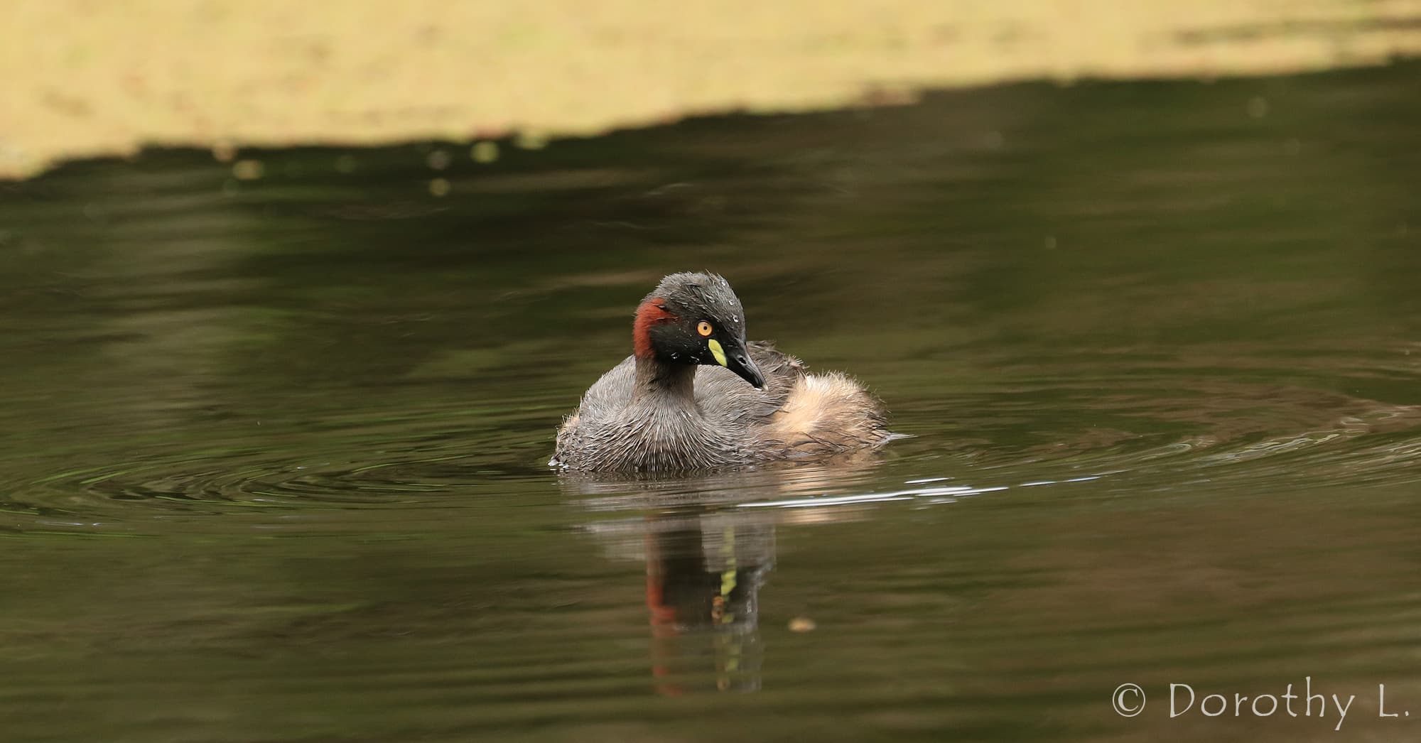 Australasian Grebe (Tachybaptus novaehollandiae)