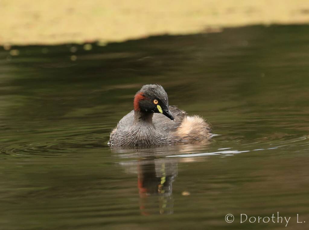 Australasian Grebe (Tachybaptus novaehollandiae)