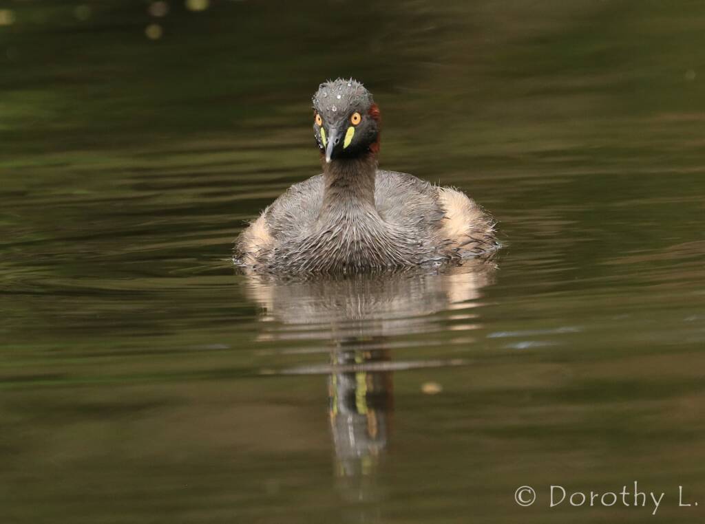Australasian Grebe (Tachybaptus novaehollandiae)