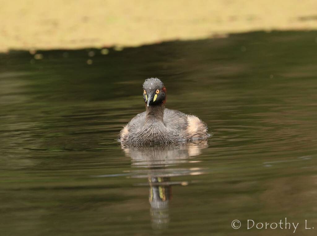 Australasian Grebe (Tachybaptus novaehollandiae)