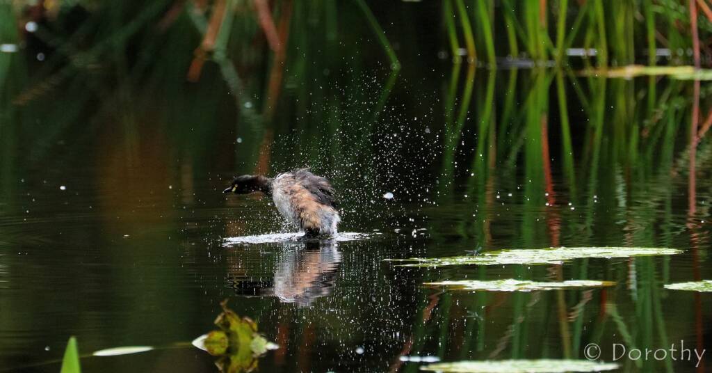 Australasian Grebe (Tachybaptus novaehollandiae)