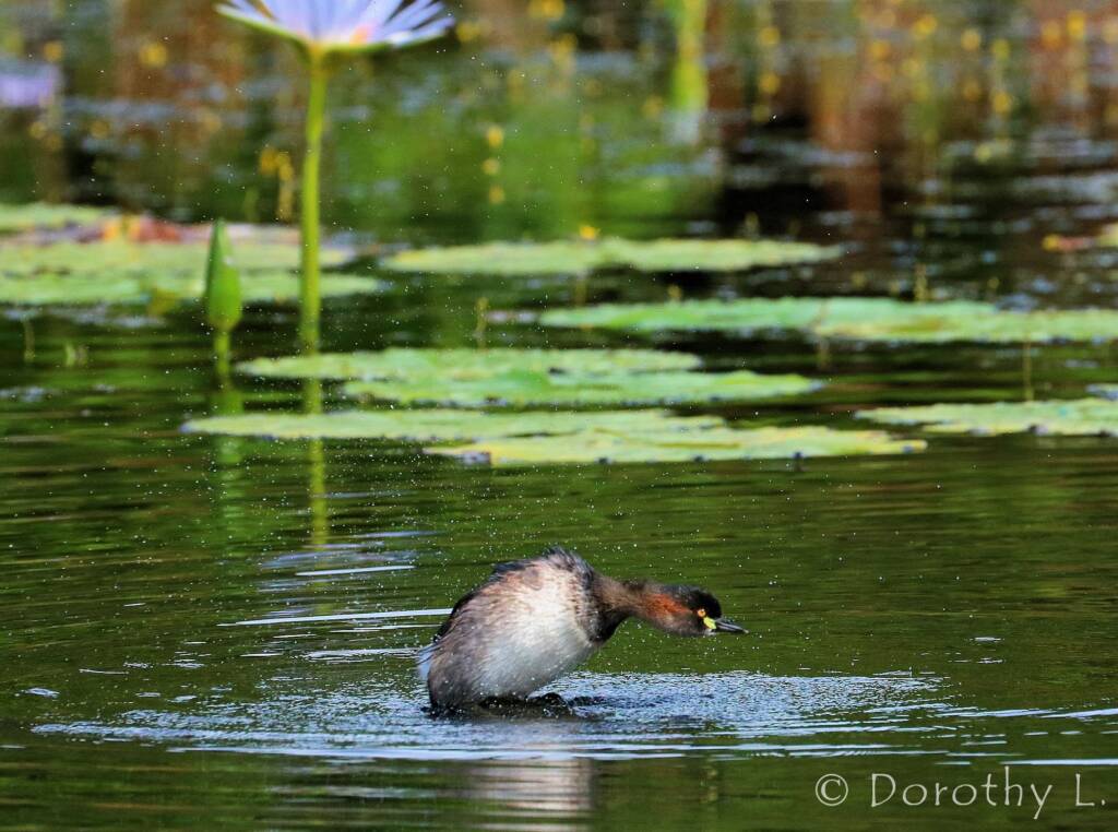 Australasian Grebe (Tachybaptus novaehollandiae)