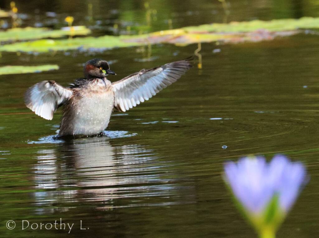 Australasian Grebe (Tachybaptus novaehollandiae)