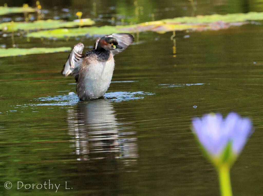 Australasian Grebe (Tachybaptus novaehollandiae)
