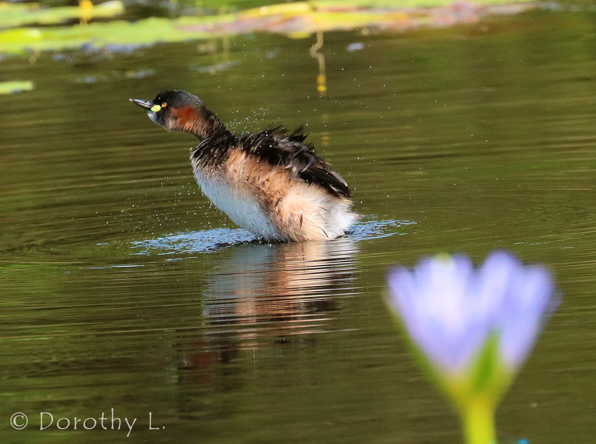 Australasian Grebe (Tachybaptus novaehollandiae)