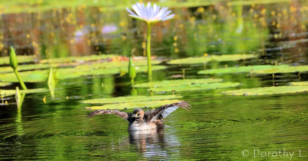 Australasian Grebe (Tachybaptus novaehollandiae)