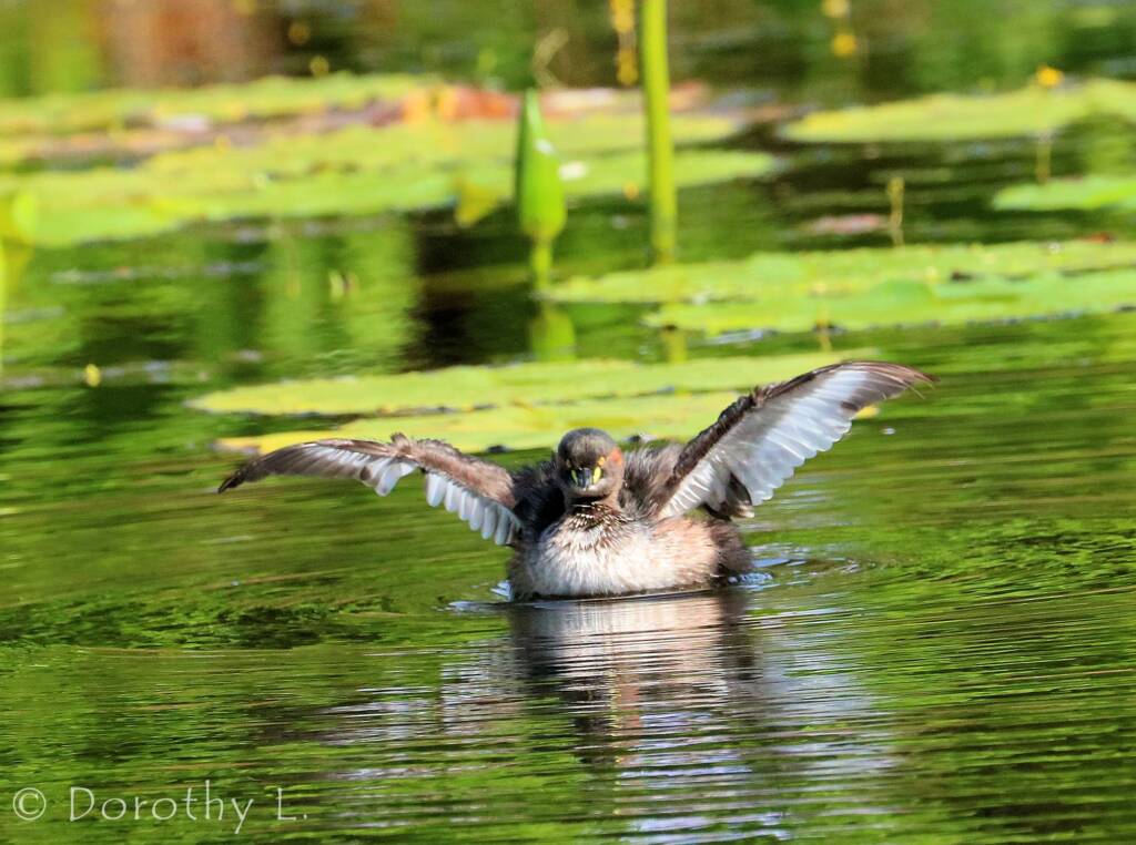 Australasian Grebe (Tachybaptus novaehollandiae)