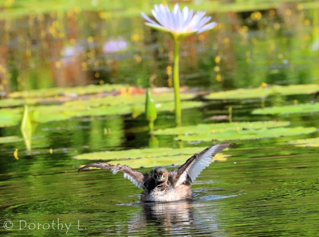 Australasian Grebe (Tachybaptus novaehollandiae)