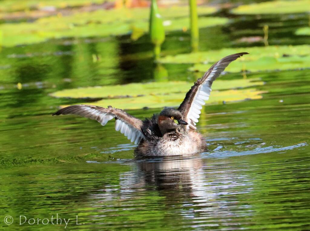 Australasian Grebe (Tachybaptus novaehollandiae)
