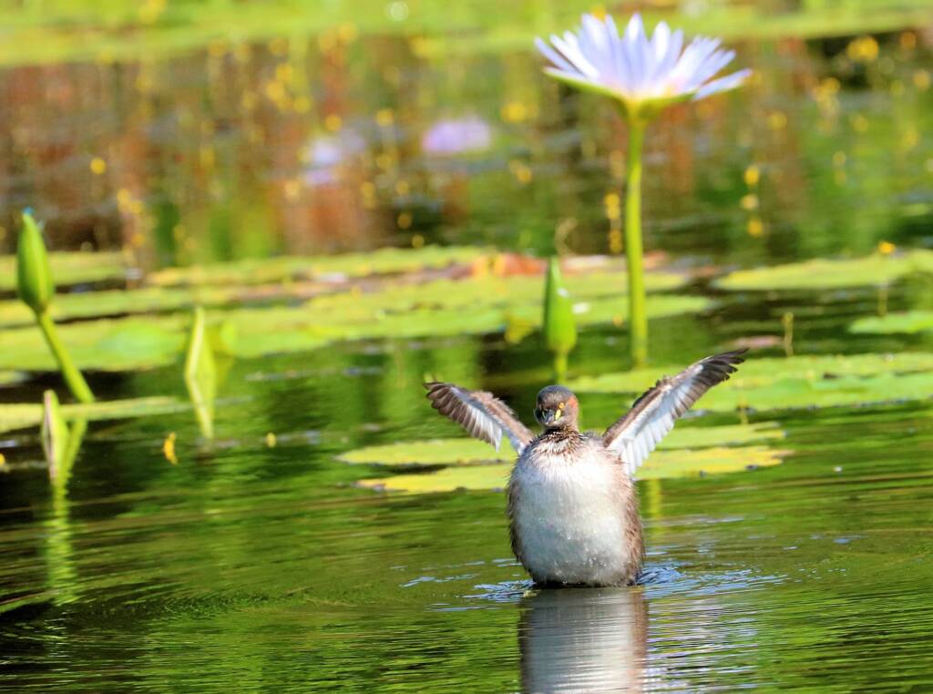 Australasian Grebe (Tachybaptus novaehollandiae)