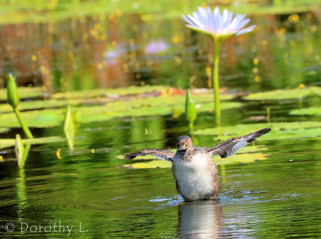 Australasian Grebe (Tachybaptus novaehollandiae)