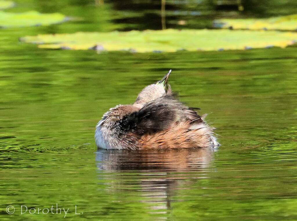 Australasian Grebe (Tachybaptus novaehollandiae)