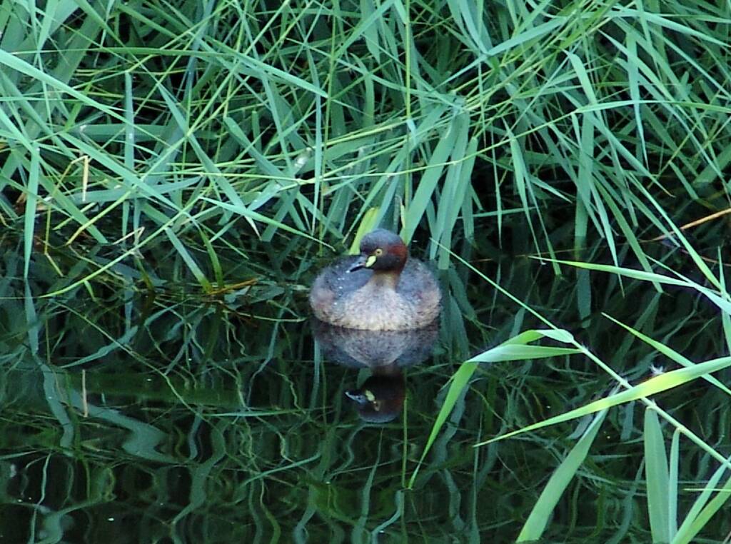 Australasian Grebe (Tachybaptus novaehollandiae)