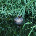 Australasian Grebe (Tachybaptus novaehollandiae)