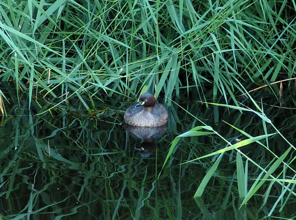 Australasian Grebe (Tachybaptus novaehollandiae)
