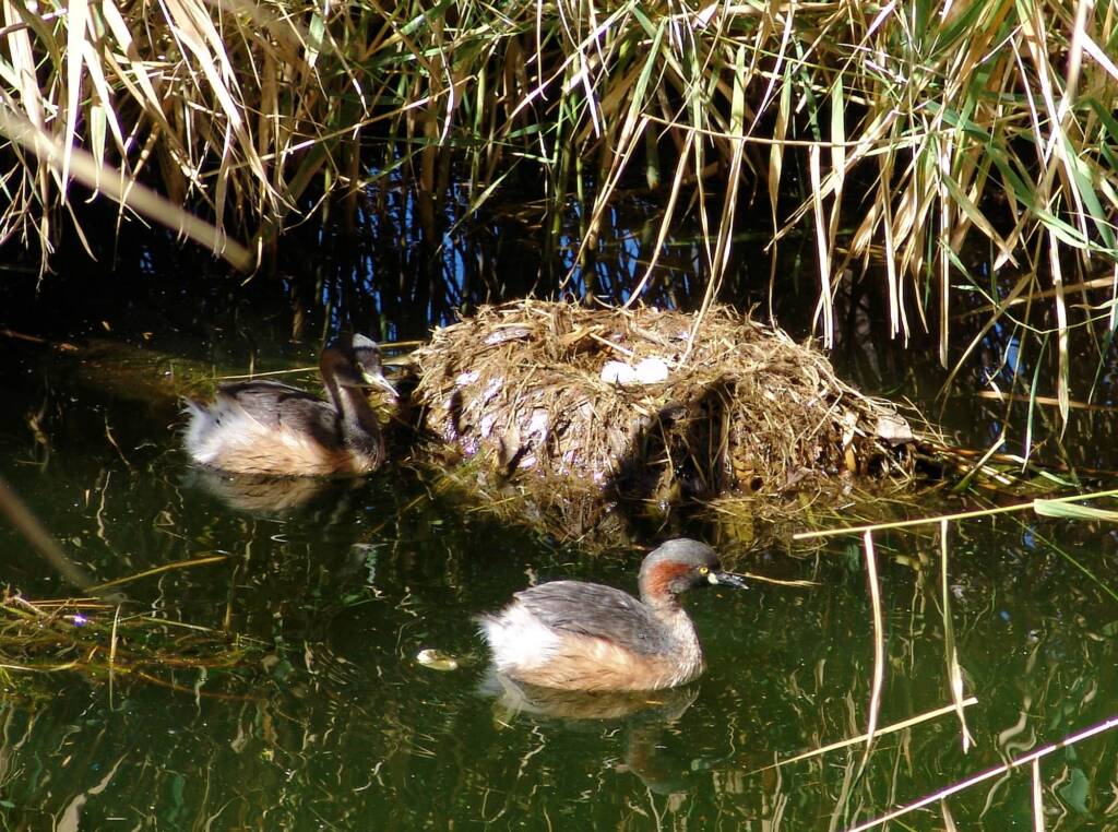 Australasian Grebe (Tachybaptus novaehollandiae)