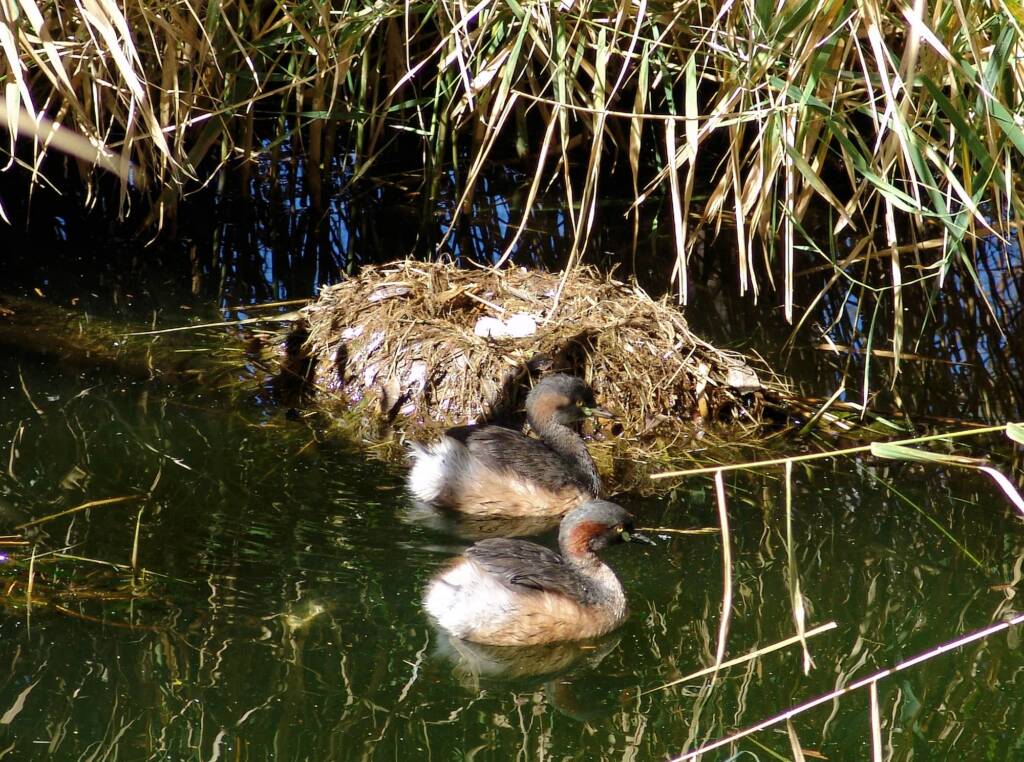 Australasian Grebe (Tachybaptus novaehollandiae)