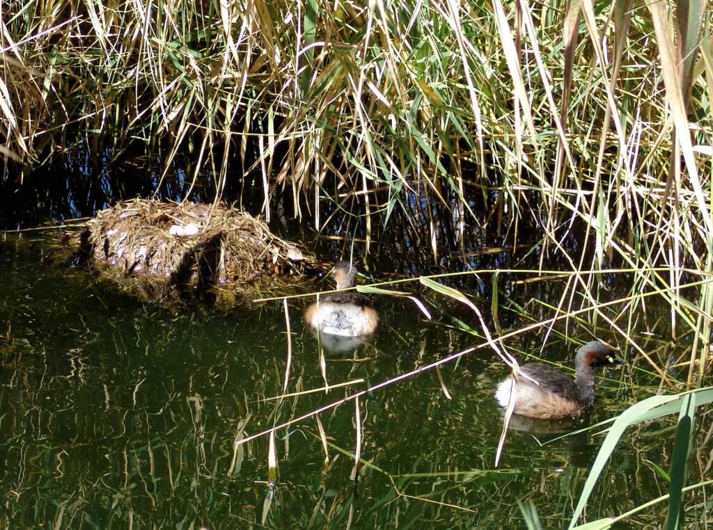 Australasian Grebe (Tachybaptus novaehollandiae)
