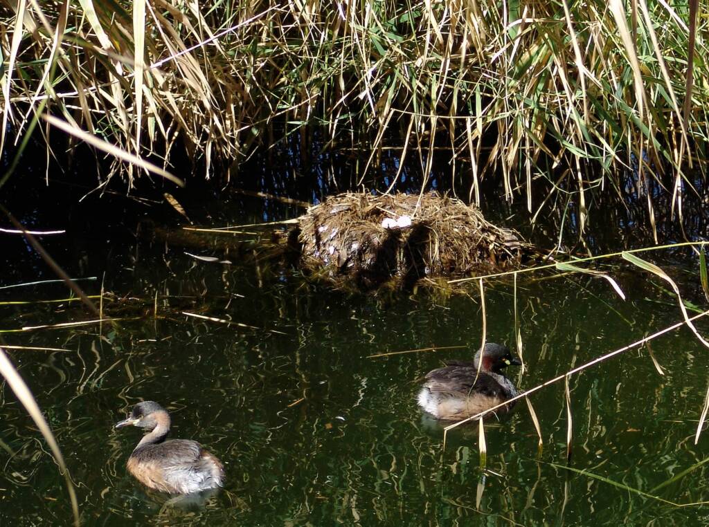 Australasian Grebe (Tachybaptus novaehollandiae)
