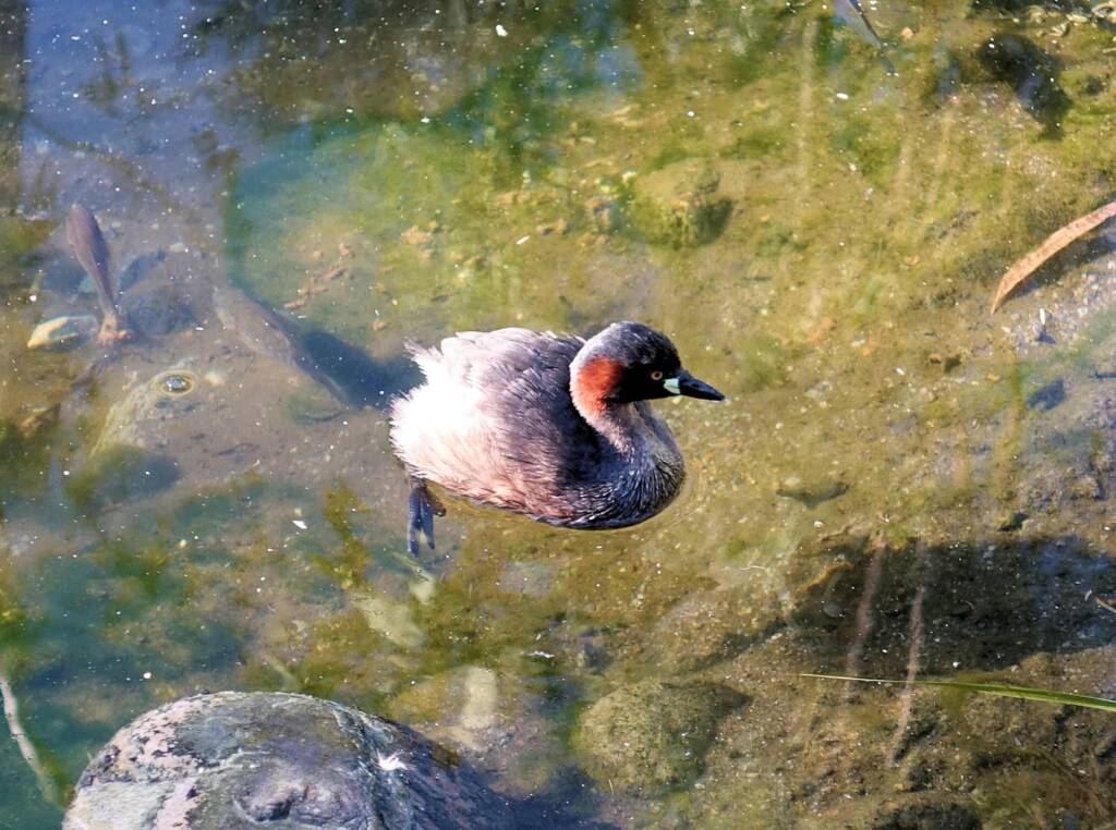 Australasian Grebe (Tachybaptus novaehollandiae)