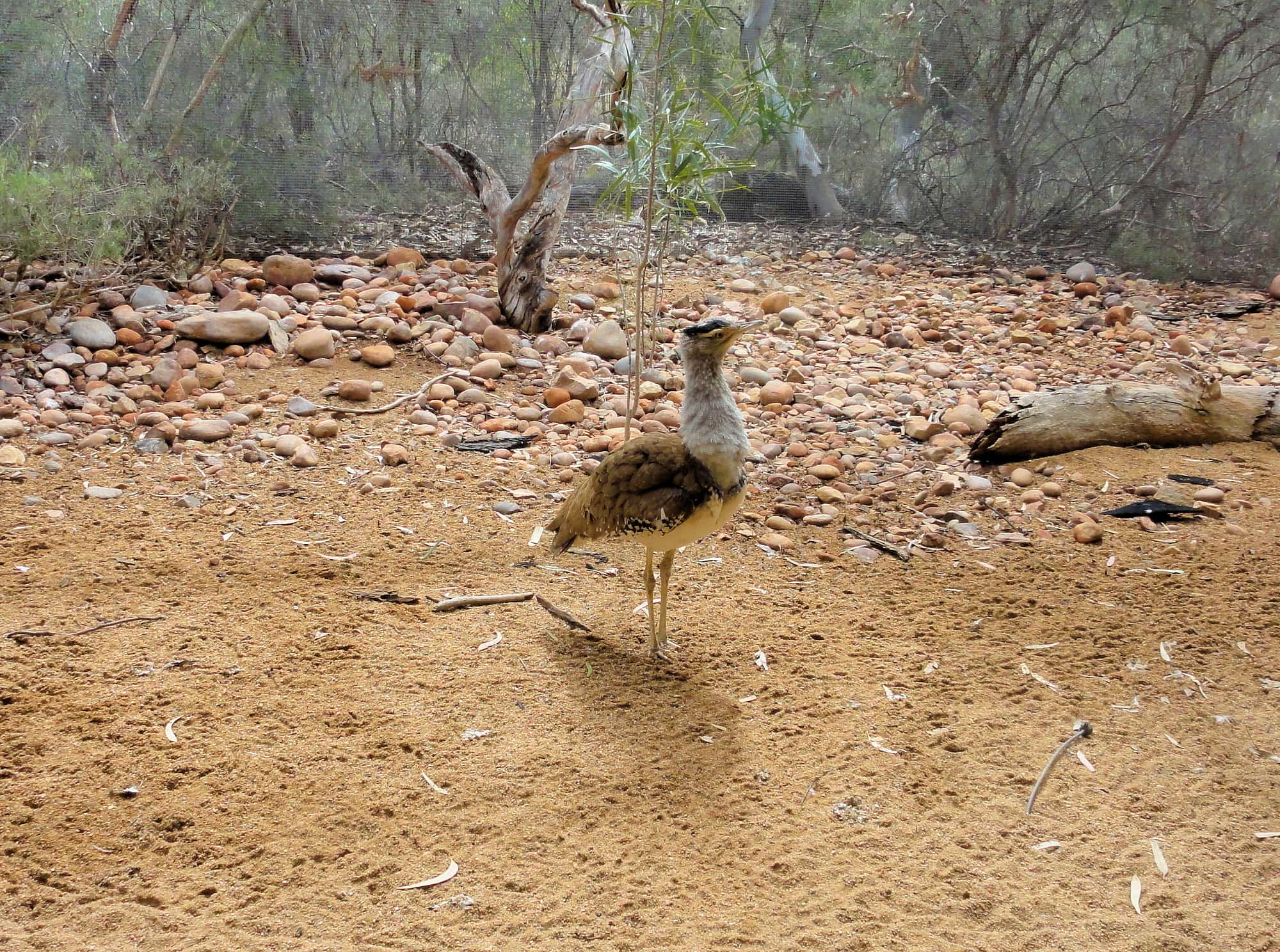 Australian Bustard (Ardeotis australis)