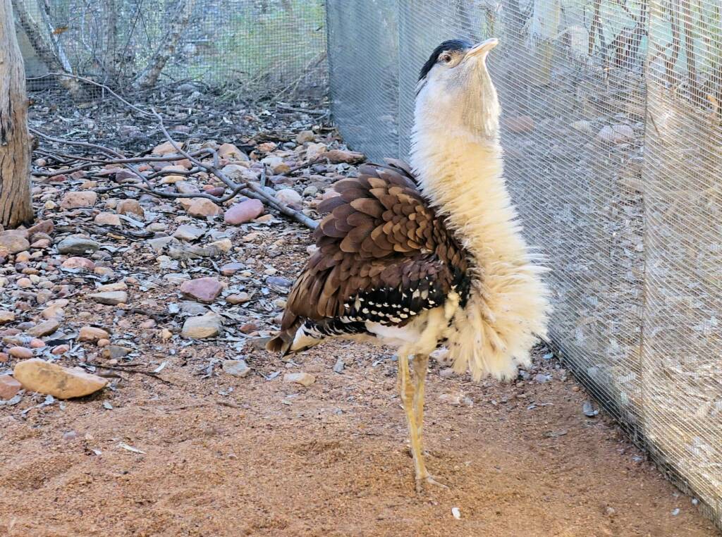 Australian Bustard (Ardeotis australis)