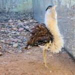 Australian Bustard (Ardeotis australis)