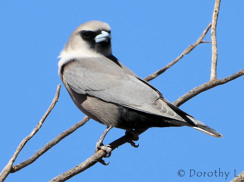 Black-faced Woodswallow (Artamus cinereus)