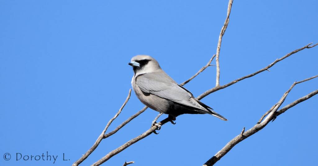 Black-faced Woodswallow (Artamus cinereus)