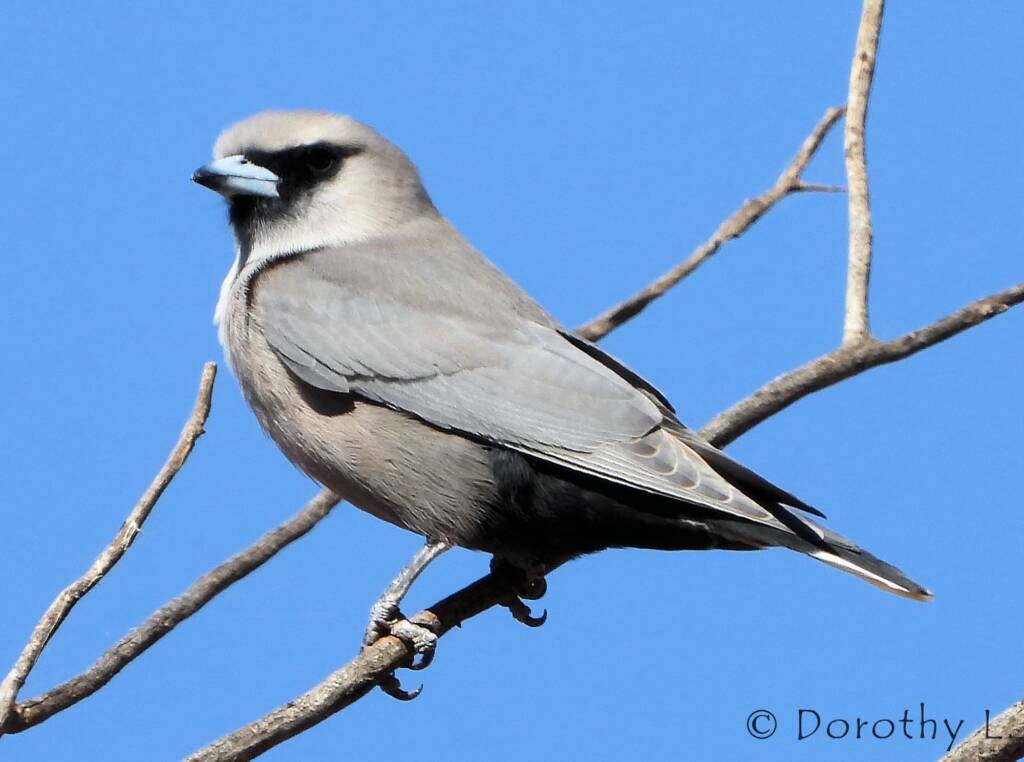 Black-faced Woodswallow (Artamus cinereus)