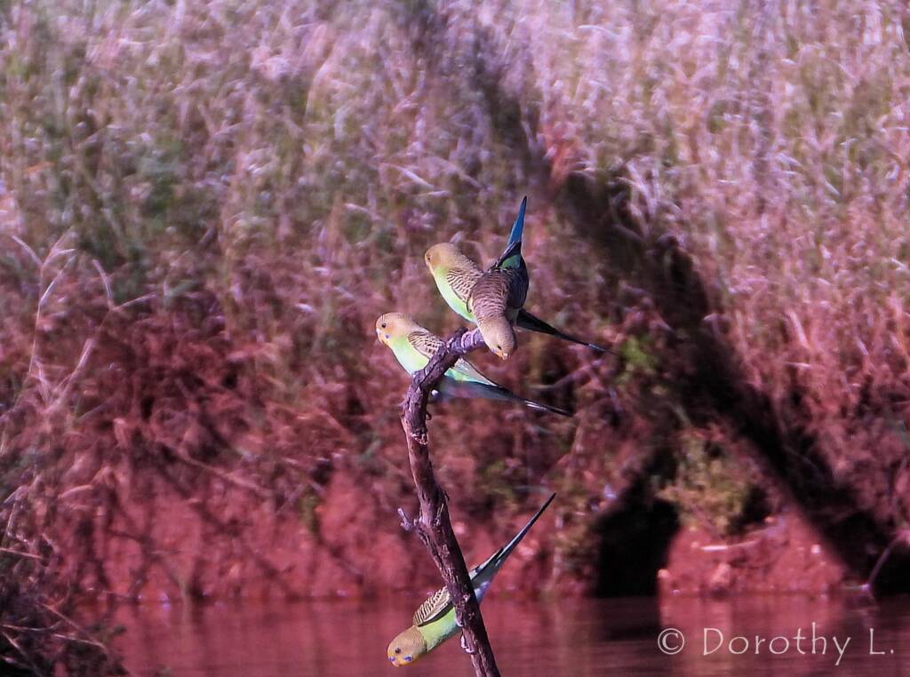Budgerigars (Melopsittacus undulatus), Kunoth Bore, NT
